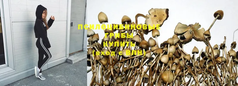 Псилоцибиновые грибы Psilocybine cubensis  МЕГА онион  Кингисепп  закладка 