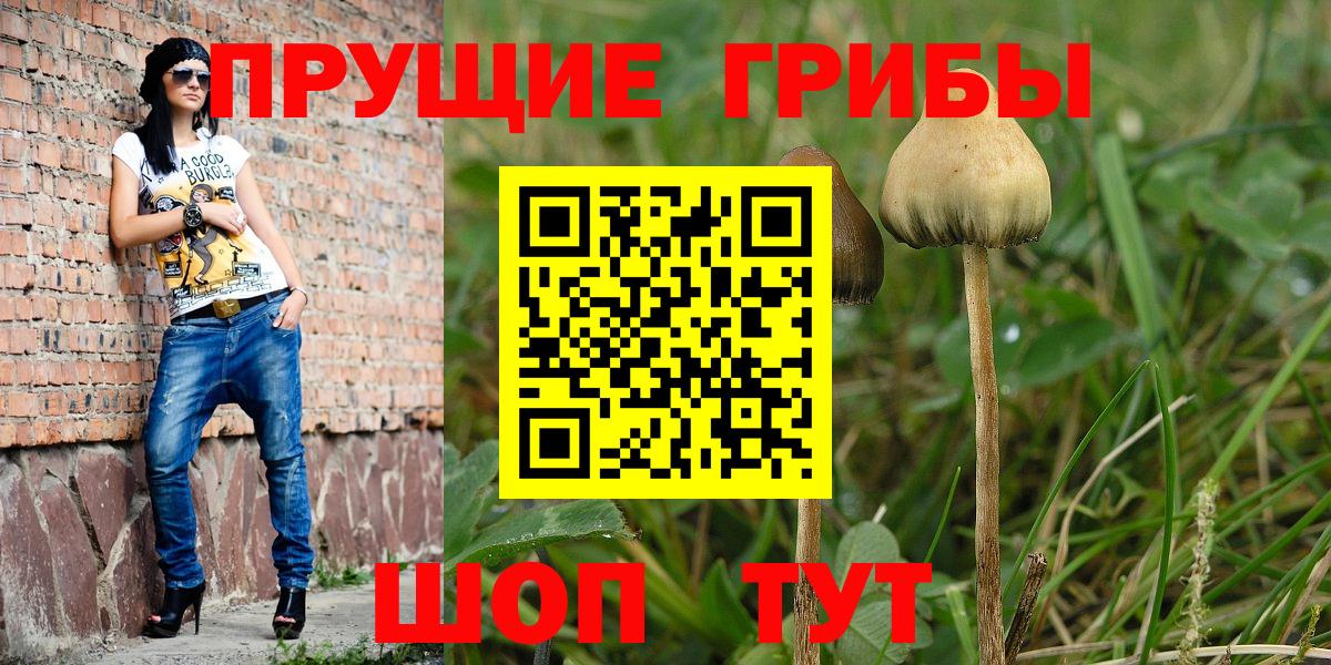 Псилоцибиновые грибы Psilocybe  Вход с VPN  купить наркотик  Галлюциногенные грибы Magic Shrooms  Кингисепп 
